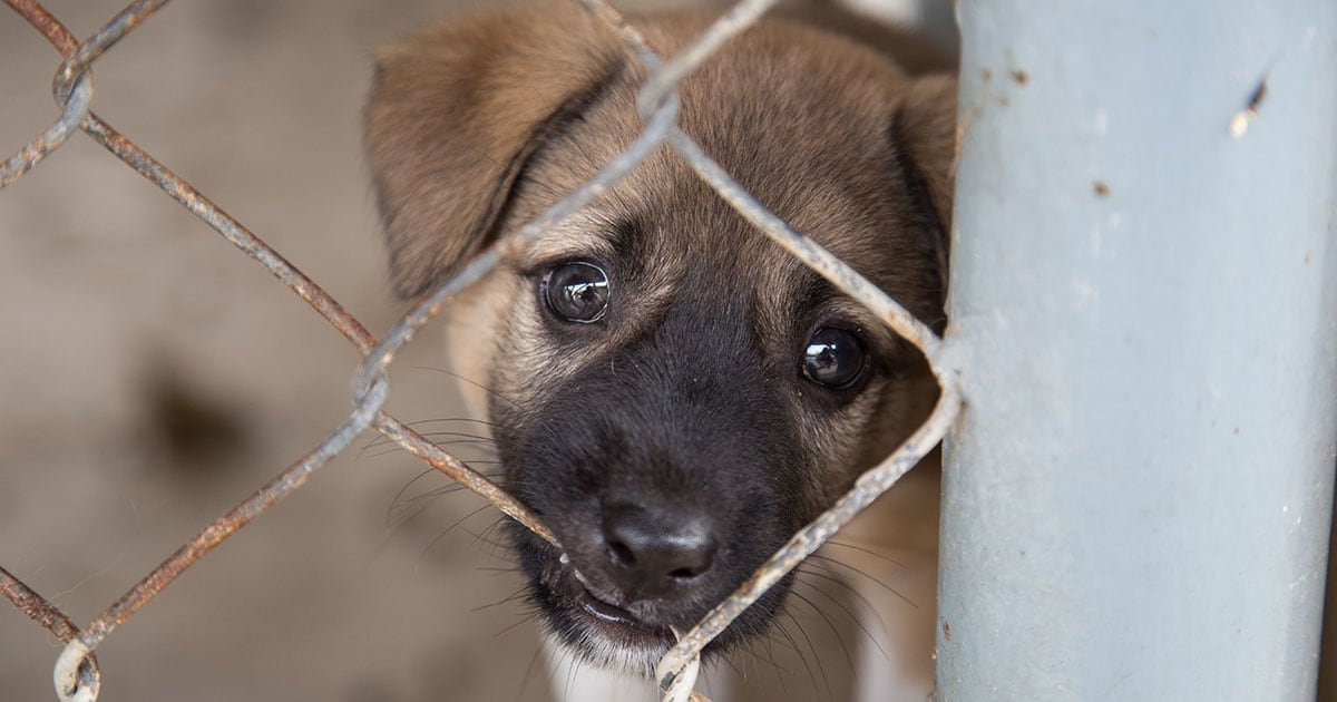 Close-Up of Mixed Breed Puppy Behind Chain-Link Fence | Diamond Pet Foods