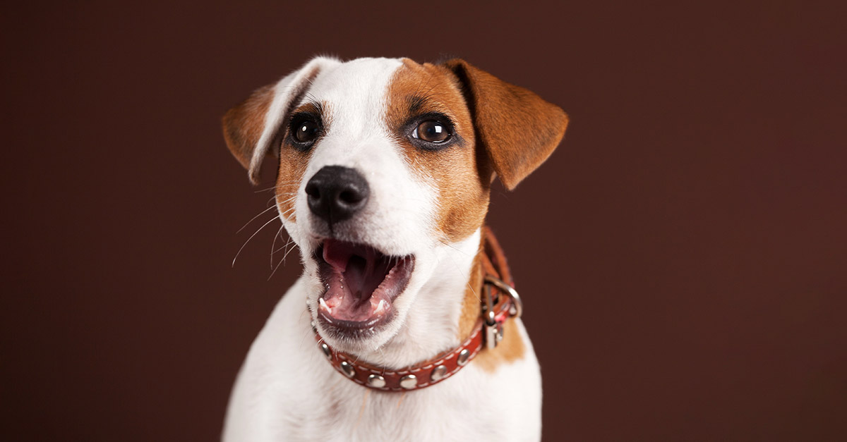 what causes dogs to get the hiccups
