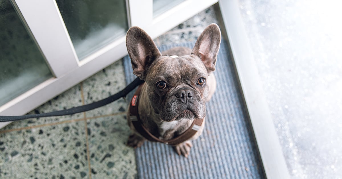 French Bulldog on a Leash Waiting on Doorstep | Diamond Pet Foods