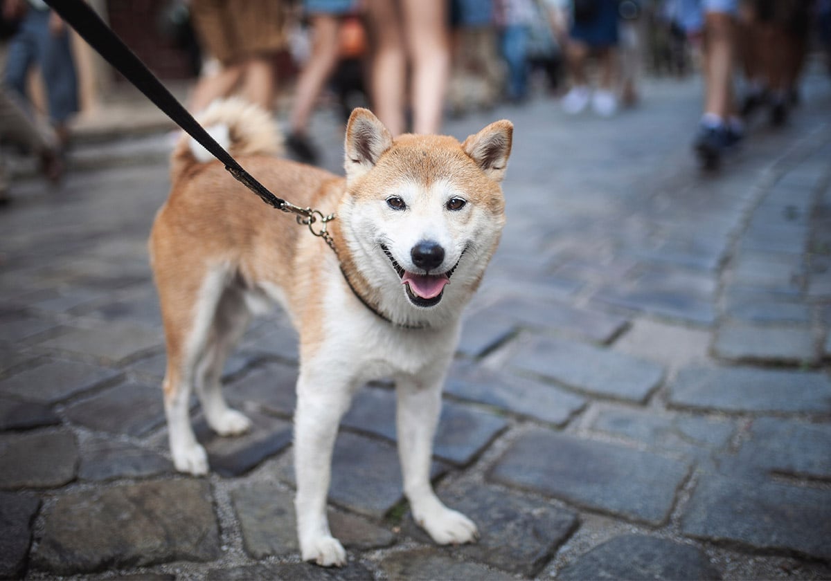 Shiba Inu Walking on Leash in the City | Diamond Pet Foods