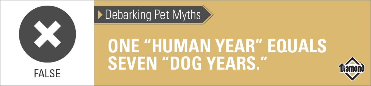 An interior graphic with text that reads, 'Debarking Pet Myths: One 'human year' equals seven 'dog years.' — False'.