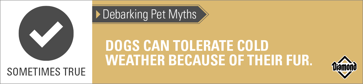 An interior graphic with text that reads, 'Debarking Pet Myths: Dogs can tolerate cold weather because of their fur — Sometimes True'.