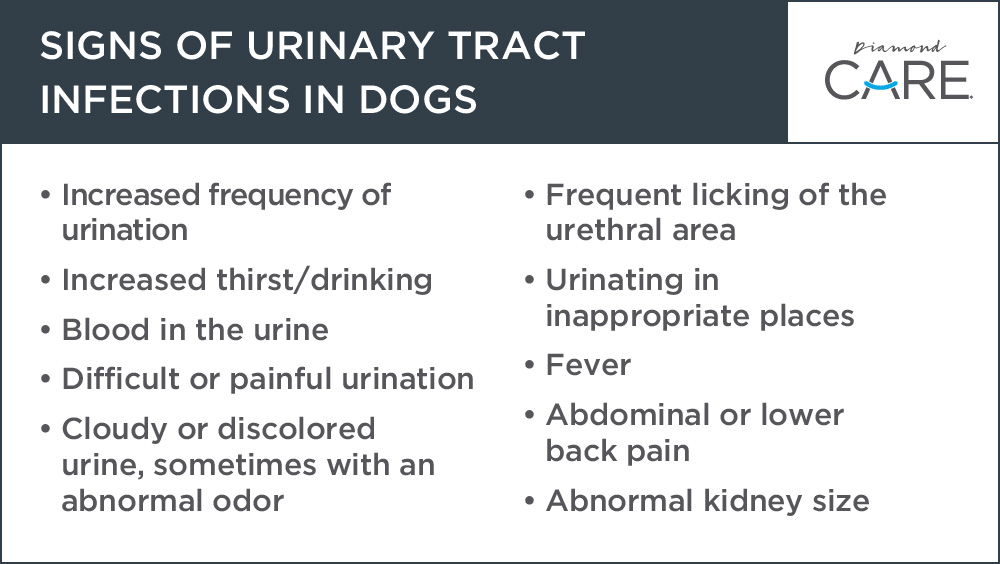 how do they test for uti in dogs